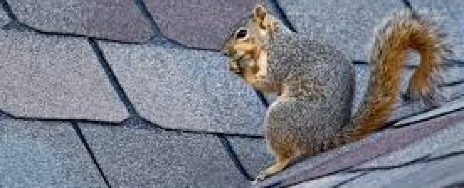 How Do Animals Get into Your Roof?