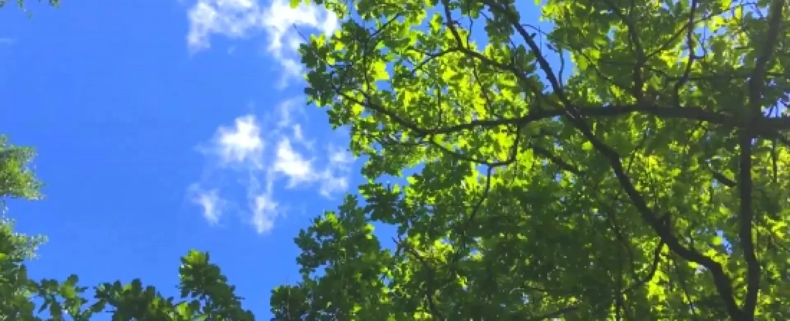 Roof Damage From Trees – How Trees Can Damage Your Roof