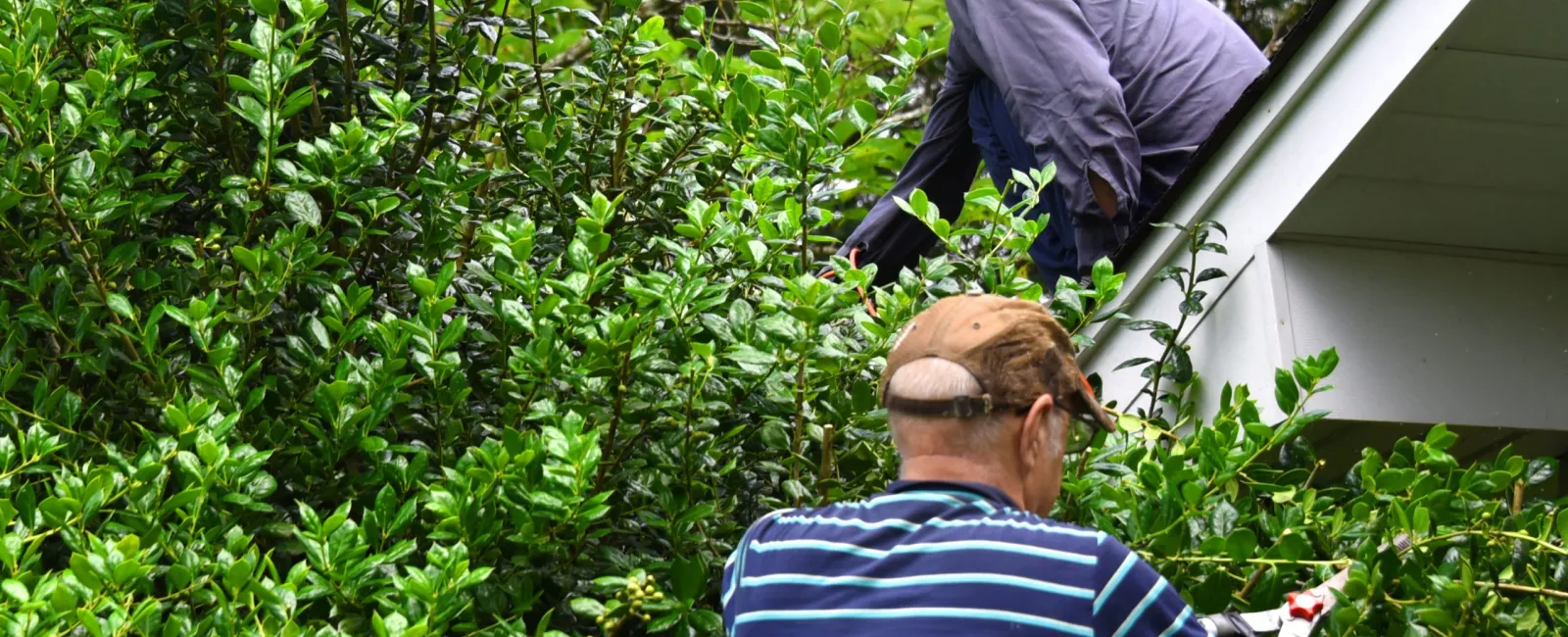Tree Trimming In Spring To Maintain Roof